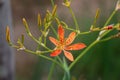 Belamcanda chinensis Ã¯Â¼ÅVery beautiful flowers